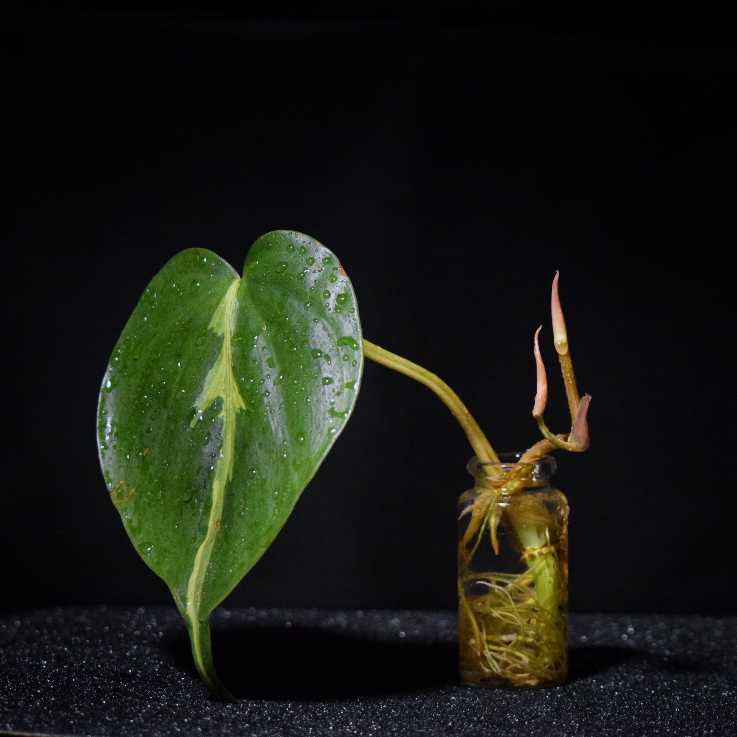 Philodendron Brazil (hydroponic)