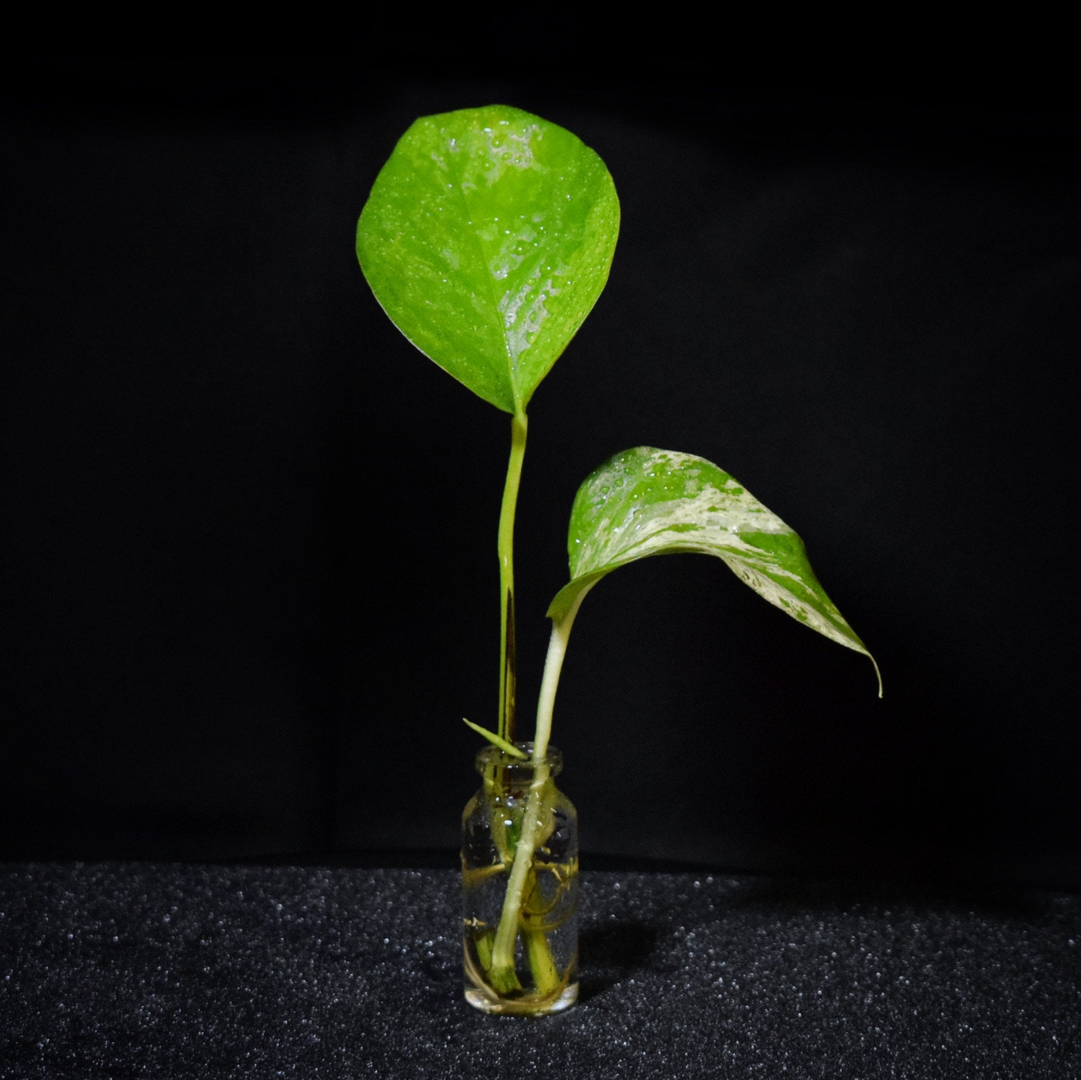 marigold seeds for sale Bulk Marigold Seed for Sale | Strawberry Marigold Seeds main image 1